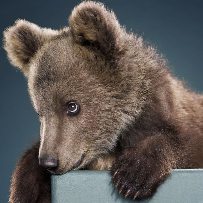 Bears Like You've Never Seen Under A Photographer's Lens (55 Pics)