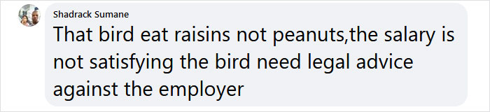 Guy Built A Bird Feeder That Accepts Bottle Caps For Food, And These Wild Magpies Love It