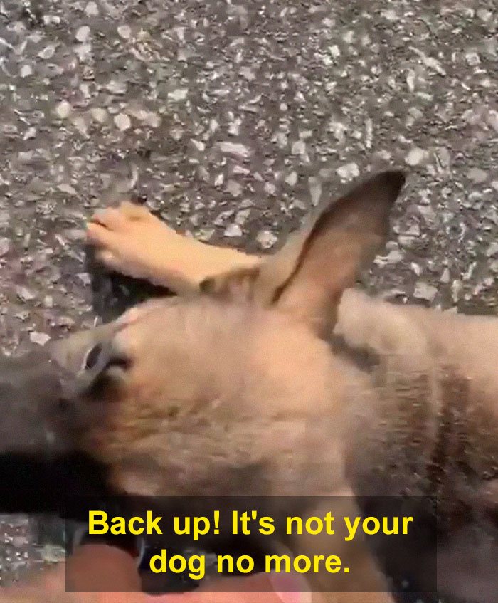 Woman Throws A Puppy At A Man, He Refuses To Give It Back And Shares How Happy The Doggy Is Now