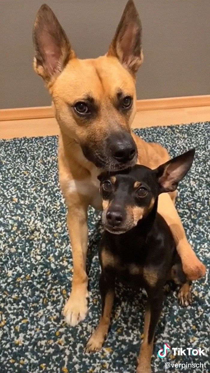 Videos Of Owner Showing Dogs A Photo And Them 'Recreating It' Go Viral Videos Of Owner Showing Dogs A Photo And Them 'Recreating It' Go Viral