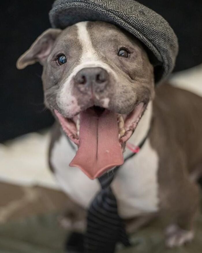 This Shelter Dressed Up Elderly Cats And Dogs As If They Were Senior Citizens For An Adoption Photoshoot (37 Pics) This Shelter Dressed Up Elderly Cats And Dogs As If They Were Senior Citizens For An Adoption Photoshoot (37 Pics)