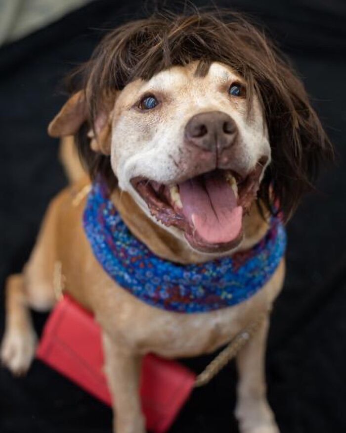 This Shelter Dressed Up Elderly Cats And Dogs As If They Were Senior Citizens For An Adoption Photoshoot (37 Pics)