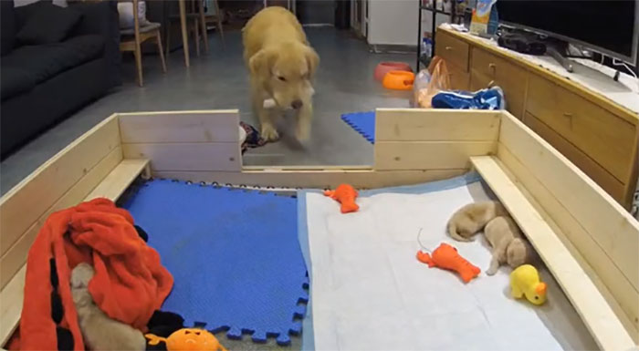 This First-Time Golden Retriever Mother Was Captured Trying To Console Her Newborn Puppies With Her Favorite Toys This First-Time Golden Retriever Mother Was Captured Trying To Console Her Newborn Puppies With Her Favorite Toys