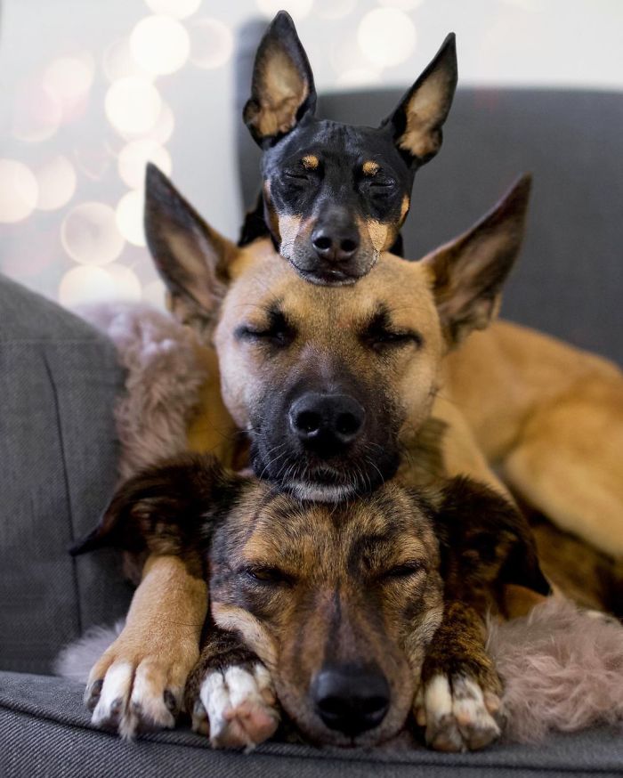 Videos Of Owner Showing Dogs A Photo And Them 'Recreating It' Go Viral Videos Of Owner Showing Dogs A Photo And Them 'Recreating It' Go Viral