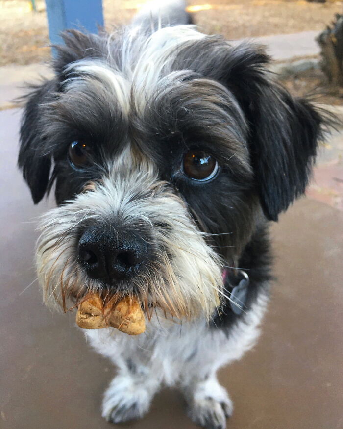 Snapple Will Only Eat Treats On My Bed. If Given A Treat While Out She’ll Hold It And Wait Till She Can Eat It.