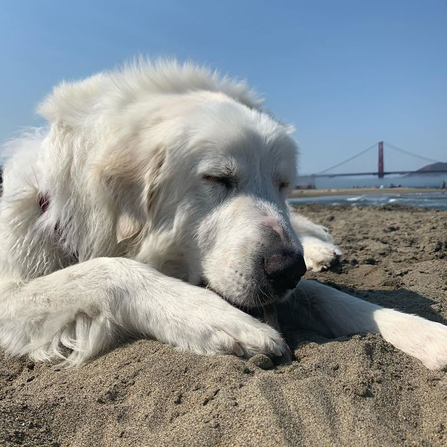 Gentle 2 Y.O. Dog Loves The Gophers In Her Local Park, Tries To Say Hello To Them On Her Daily Walks Gentle 2 Y.O. Dog Loves The Gophers In Her Local Park, Tries To Say Hello To Them On Her Daily Walks