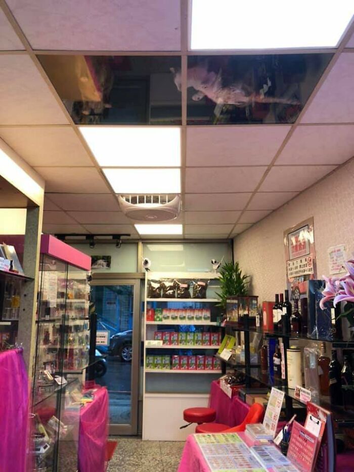 This Shop Owner Installed A Glass Ceiling For His Cats And Now They Won't Stop Staring At Him