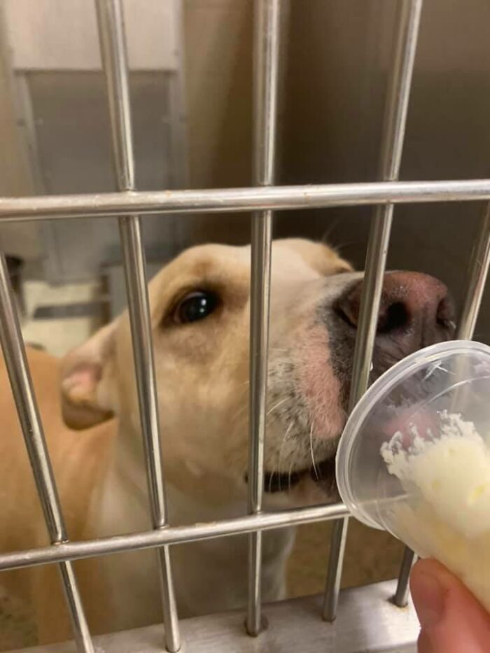 Louisiana Woman Shares Pics And Videos Of Her Feeding Shelter Dogs ‘Puppuccinos’ To Brighten Their Day Louisiana Woman Shares Pics And Videos Of Her Feeding Shelter Dogs ‘Puppuccinos’ To Brighten Their Day