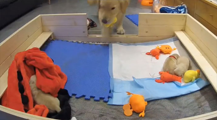 This First-Time Golden Retriever Mother Was Captured Trying To Console Her Newborn Puppies With Her Favorite Toys This First-Time Golden Retriever Mother Was Captured Trying To Console Her Newborn Puppies With Her Favorite Toys
