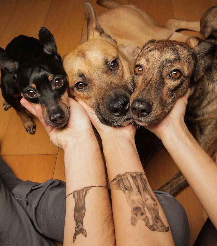 Videos Of Owner Showing Dogs A Photo And Them 'Recreating It' Go Viral Videos Of Owner Showing Dogs A Photo And Them 'Recreating It' Go Viral