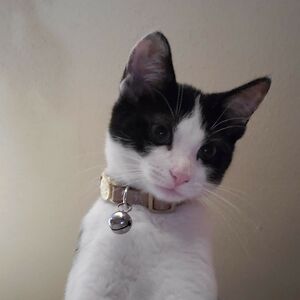 amandapurcell avatar