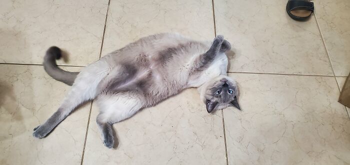 This Is How He Begs For Treats