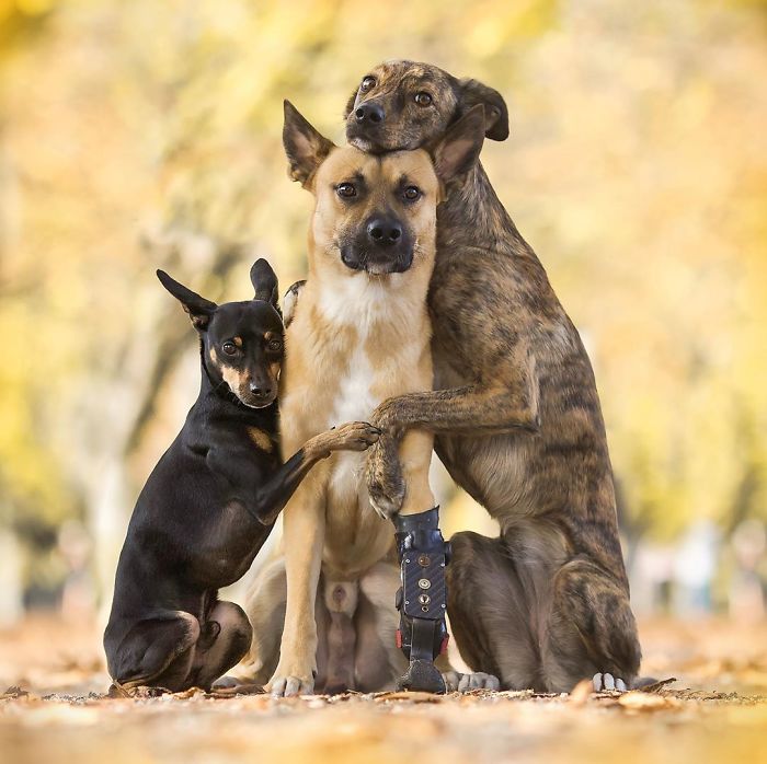 Videos Of Owner Showing Dogs A Photo And Them 'Recreating It' Go Viral Videos Of Owner Showing Dogs A Photo And Them 'Recreating It' Go Viral