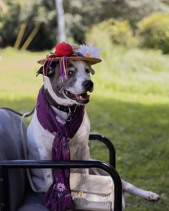 This Shelter Dressed Up Elderly Cats And Dogs As If They Were Senior Citizens For An Adoption Photoshoot (37 Pics) This Shelter Dressed Up Elderly Cats And Dogs As If They Were Senior Citizens For An Adoption Photoshoot (37 Pics)
