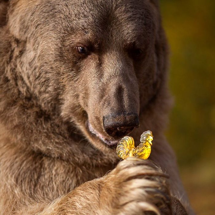 Russian brown bear cub raised by humans closely examining a small golden figurine in natural light.