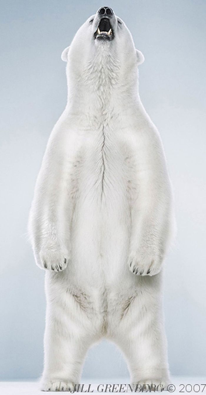 Bears Like You've Never Seen Under A Photographer's Lens (55 Pics)