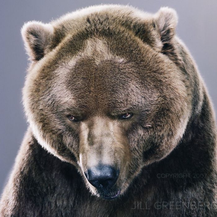 Bears Like You've Never Seen Under A Photographer's Lens (55 Pics)