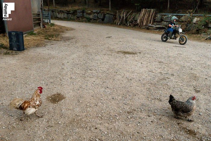 Child riding a dirt bike on a farm road with chickens nearby, capturing a natural family moment photograph.