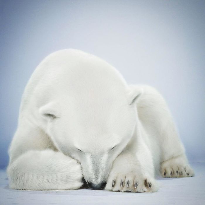 Bears Like You've Never Seen Under A Photographer's Lens (55 Pics)