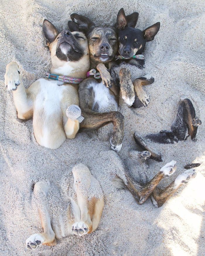 Videos Of Owner Showing Dogs A Photo And Them 'Recreating It' Go Viral Videos Of Owner Showing Dogs A Photo And Them 'Recreating It' Go Viral