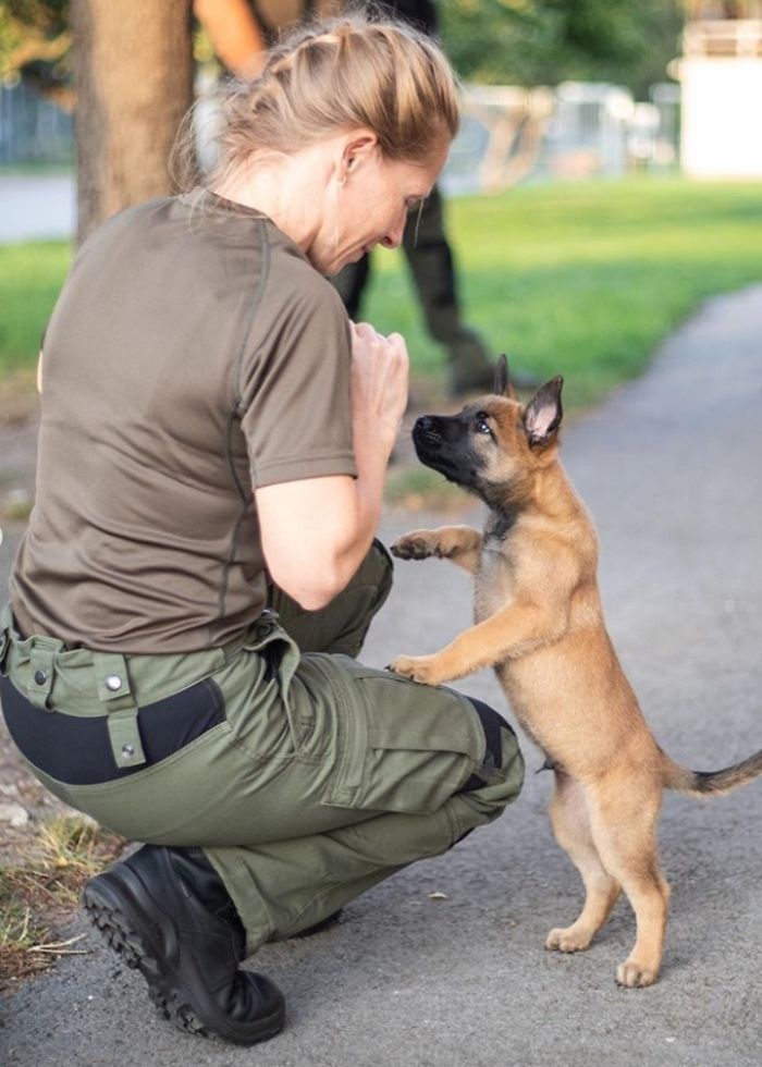This Good Boy Just Started Training To Become A Police Dog In Estonia And People On The Internet Are Already Proud Of Him This Good Boy Just Started Training To Become A Police Dog In Estonia And People On The Internet Are Already Proud Of Him