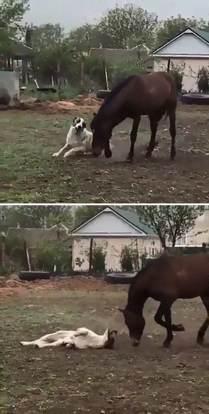 Best Friends Playing