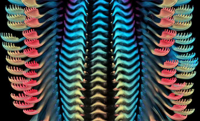 Tongue (radula) of a freshwater snail