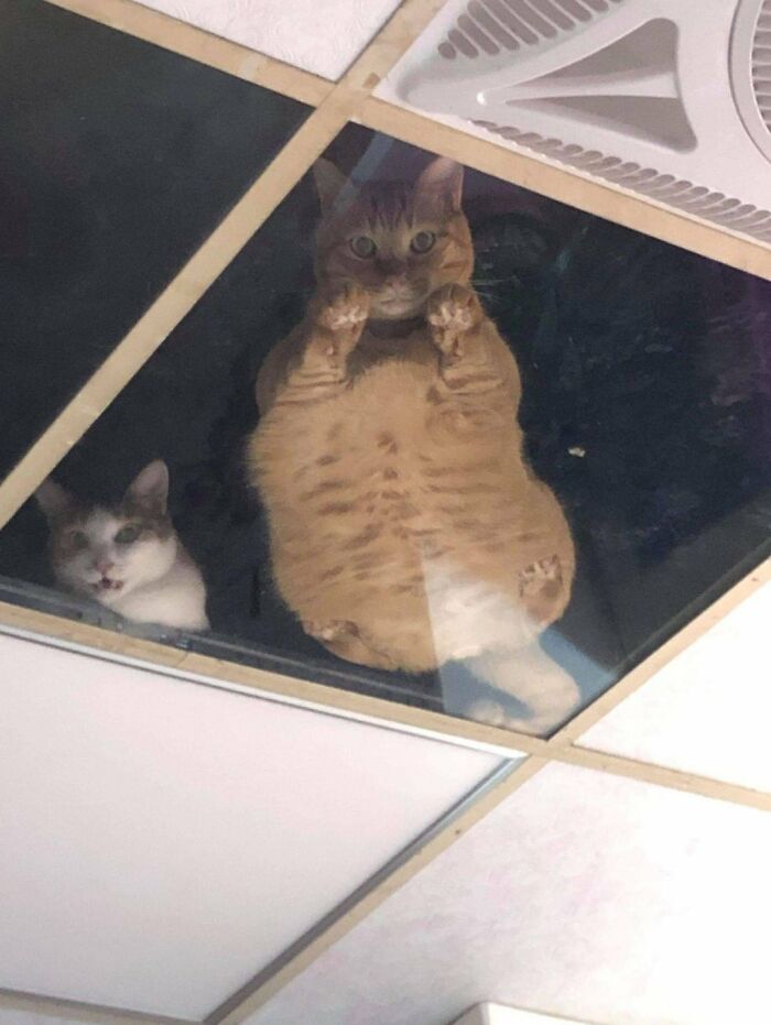 This Shop Owner Installed A Glass Ceiling For His Cats And Now They Won't Stop Staring At Him This Shop Owner Installed A Glass Ceiling For His Cats And Now They Won't Stop Staring At Him