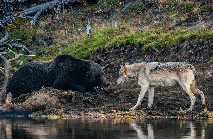 Photographer Captures A Once In A Lifetime Moment Of A Grizzly And Wolf Encounter Photographer Captures A Once In A Lifetime Moment Of A Grizzly And Wolf Encounter