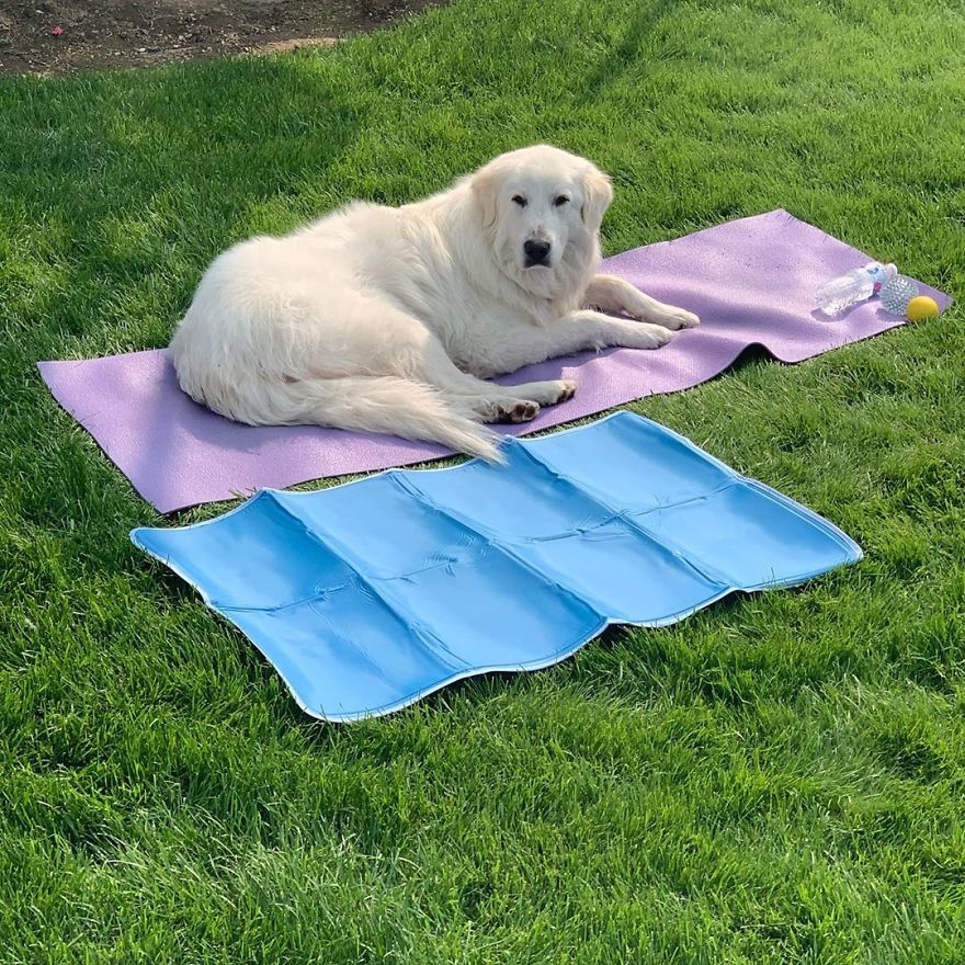 Gentle 2 Y.O. Dog Loves The Gophers In Her Local Park, Tries To Say Hello To Them On Her Daily Walks Gentle 2 Y.O. Dog Loves The Gophers In Her Local Park, Tries To Say Hello To Them On Her Daily Walks
