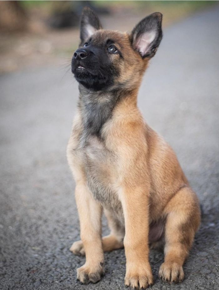 This Good Boy Just Started Training To Become A Police Dog In Estonia And People On The Internet Are Already Proud Of Him This Good Boy Just Started Training To Become A Police Dog In Estonia And People On The Internet Are Already Proud Of Him