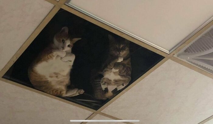 This Shop Owner Installed A Glass Ceiling For His Cats And Now They Won't Stop Staring At Him