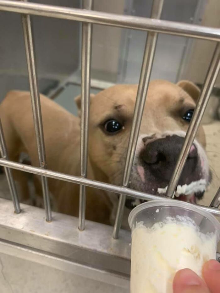 Louisiana Woman Shares Pics And Videos Of Her Feeding Shelter Dogs ‘Puppuccinos’ To Brighten Their Day Louisiana Woman Shares Pics And Videos Of Her Feeding Shelter Dogs ‘Puppuccinos’ To Brighten Their Day