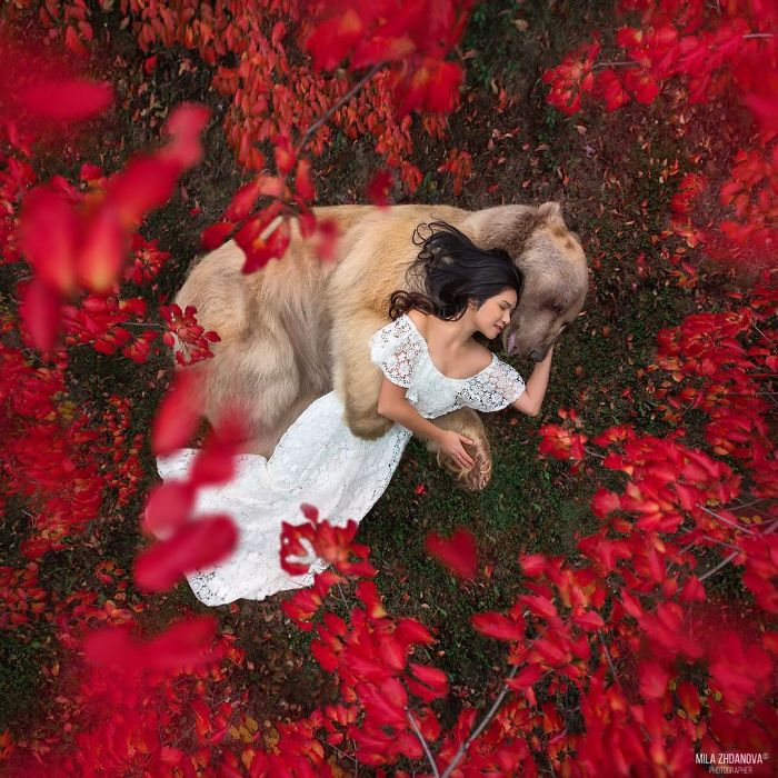 A Russian brown bear and woman in a white dress lying together surrounded by vibrant red autumn leaves.