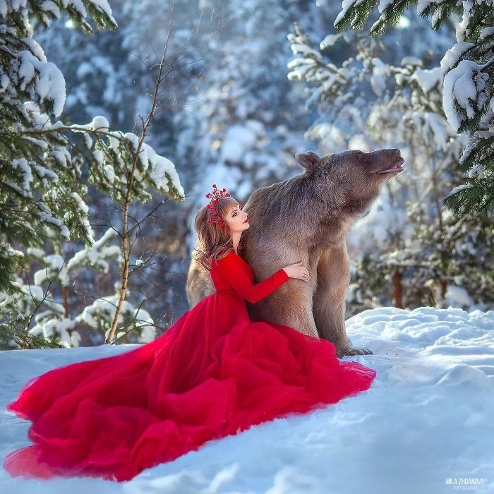 A Russian brown bear posing with a woman in a red dress in a snowy forest, highlighting the bear's modeling career.