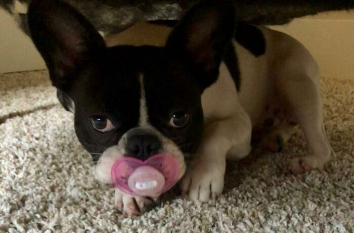 My Dogs Weird And Likes Vacuum Clears And Apparently Stealing Babies Binkys