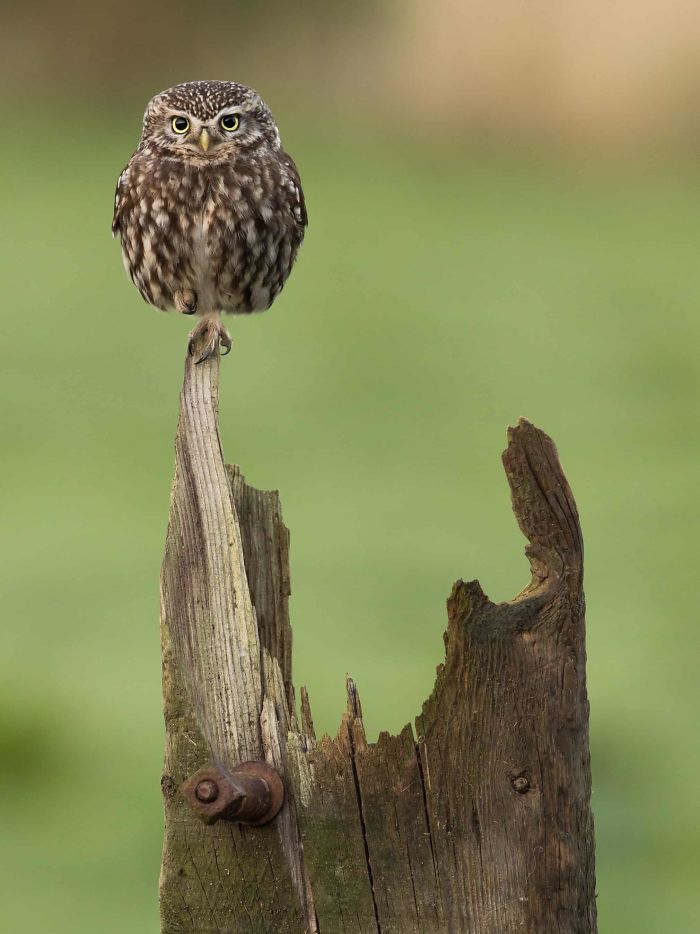 'Balancing Act (Little Owl)', By Ian Watson, 2017