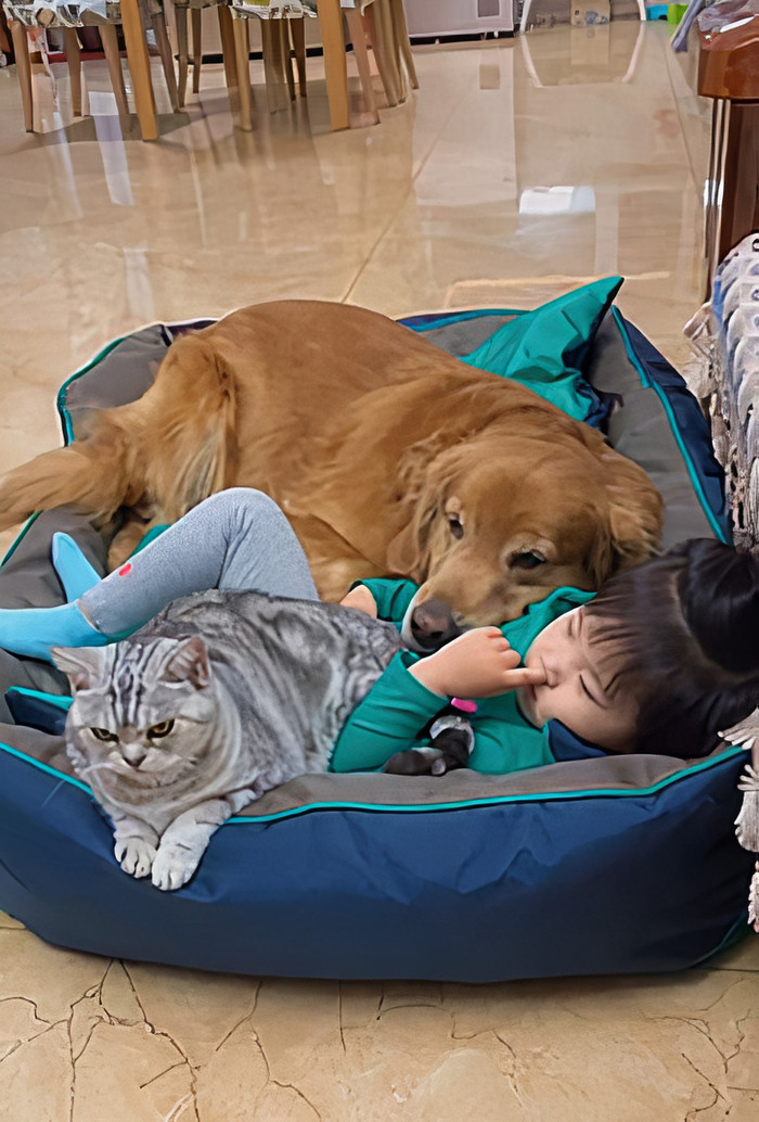 Watch Little Girl Get Ready For A Nap With Her Golden Retriever Dabao And Cat Motor