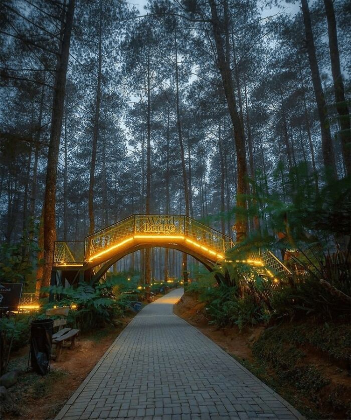 This Forest In Indonesia Is Home To A Magical Bridge Of Lights Suspended Among Trees This Forest In Indonesia Is Home To A Magical Bridge Of Lights Suspended Among Trees