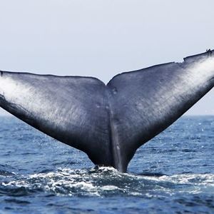 haasinichikka avatar