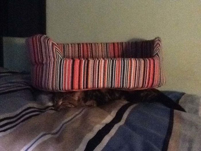 I Bought A Little Bed For My Cat. Glad To See She's Actually Using It