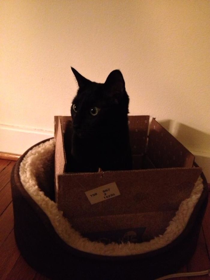 This Is The Only Way I Could Get Zelda To Sleep In Her Nice And Fancy Cat Bed