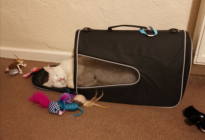 I Spend Money On Expensive Cat Beds And He Sleeps In His Cat Carrier