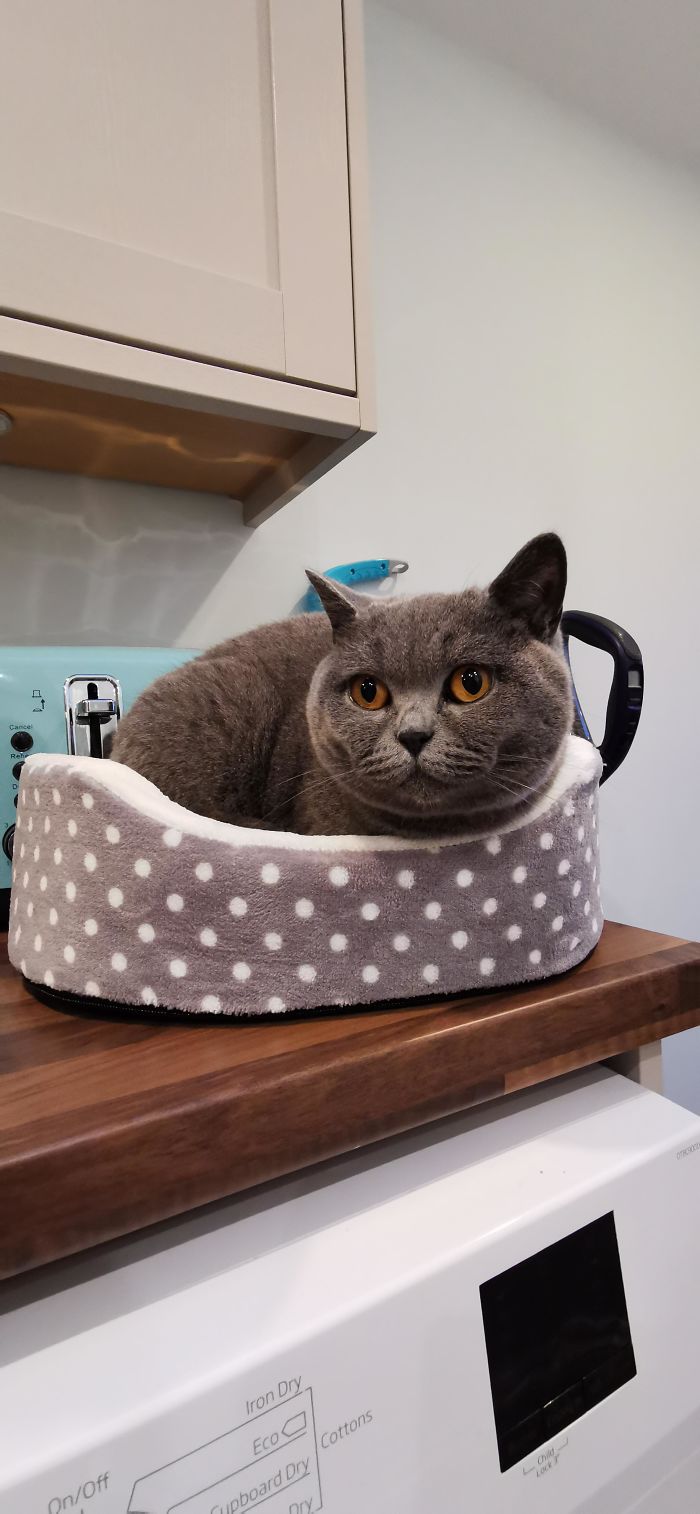 This Little Jerk Has Never Been Seen In A Cat Bed, As Soon As We Buy One For The Rabbit She's Straight In There