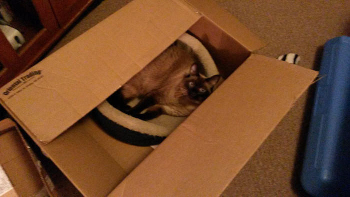 I Fixed My Cat's Bed Today