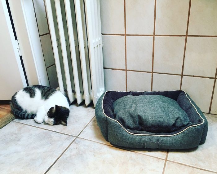 Screw Your Comfy And Expensive Cat Bed