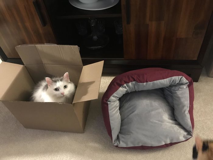 My Mom Got Our Cat, Sardine, A Fancy Cat Bed. She Loves It