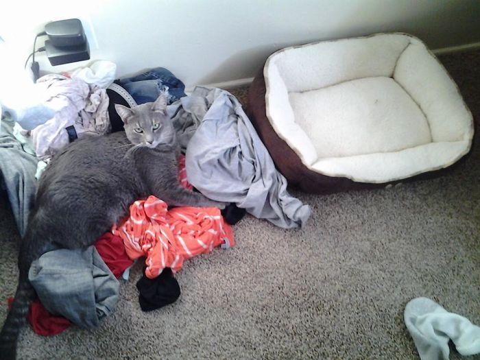 I'm Glad My Cat Likes Her New Bed