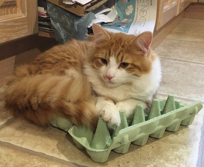 Cat Chooses To Rest In An Egg Box Rather Than One Of His Many Beds