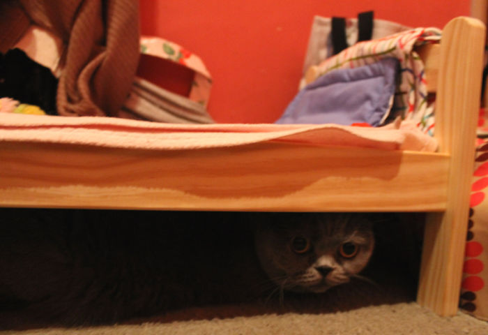 So I Got My Cat A Nice IKEA Bed For Her To Sleep In